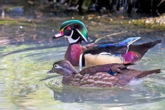 Wood Duck [Aix sponsa] 
