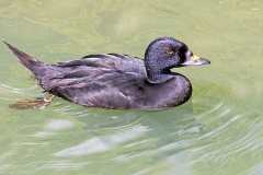 Common Scoter [Melanitta nigra]
