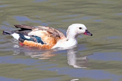Orinoco Goose [Neochen jubata] 