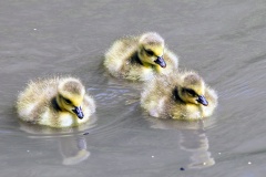 Canada Goose [Branta canadensis] 