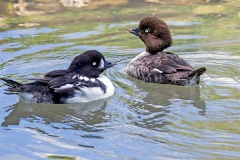 Barrow's Goldeneye [Bucephala islandica]