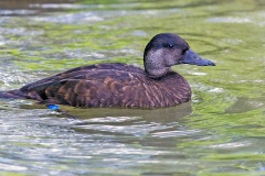 Common Scoter [Melanitta nigra] 