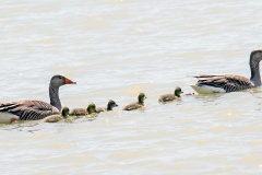 Greylag Goose [Anser anser anser] 