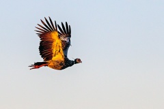Southern Screamer [Chauna torquata] 