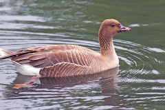 Pink-footed Goose [Anser brachyrhynchus] 