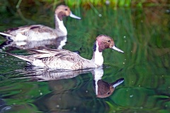 Northern Pintail [Anas acuta] 