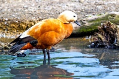 Ruddy Shelduck [Tadorna ferruginea] 