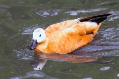 Ruddy Shelduck [Tadorna ferruginea]