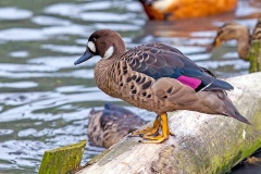 Bronze-winged Duck [Lophonetta specularioides] 
