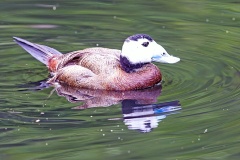 White-headed Duck [Oxyura leucocephala] 