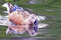 Red Shoveler [Spatula platalea] 