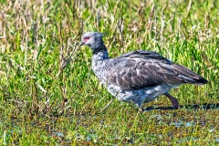 Southern Screamer [Chauna torquata] 