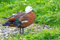 Paradise Shelduck [Tadorna variegata] 