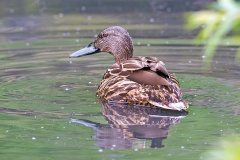 Meller's Duck [Anas melleri] 