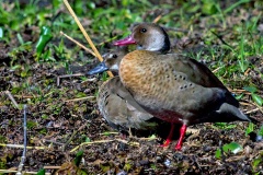 Brazilian Teal [Amazonetta brasiliensis ipecutiri] 