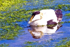 Common Eider [Somateria mollissima mollissima] 