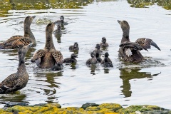 Common Eider [Somateria mollissima mollissima] 