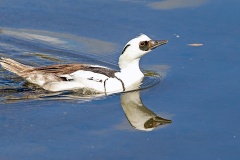 Smew [Mergellus albellus] 