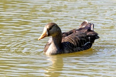 Greater White-fronted Goose [Anser albifrons flavirostris] 