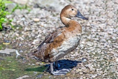 Canvasback [Aythya valisineria] 