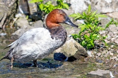 Canvasback [Aythya valisineria] 