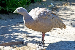 Cape Barren Goose [Cereopsis novaehollandiae] 