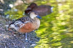 Wandering Whistling Duck [Dendrocygna arcuata] 
