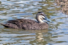Pacific Black Duck [Anas superciliosa] 