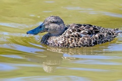 Australasian Shoveler [Spatula rhynchotis] 