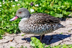 Cape Teal [Anas capensis] 