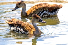 West Indian Whistling Duck [Dendrocygna arborea] 