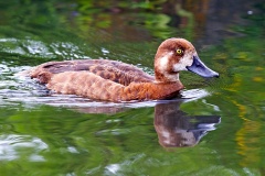 Lesser Scaup [Aythya affinis] 