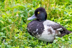 Lesser Scaup [Aythya affinis] 