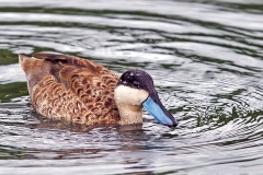Puna Teal [Spatula puna] 
