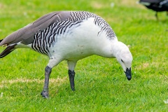 Upland Goose [Chloephaga picta] 