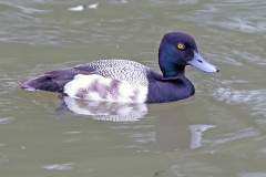 Lesser Scaup [Aythya affinis] 