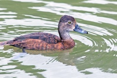 Ring-necked Duck [Aythya collaris] 