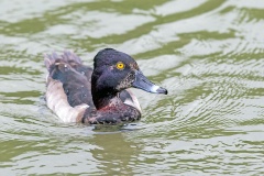 Ring-necked Duck [Aythya collaris] 