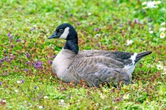 Cackling Goose [Branta hutchinsii] 