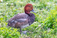 Redhead [Aythya americana] 