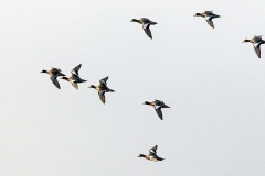 Eurasian Wigeon [Mareca penelope] 