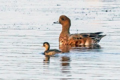 Eurasian Wigeon [Mareca penelope] 