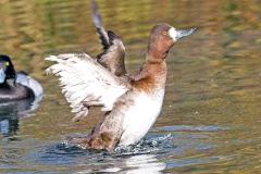Greater Scaup [Aythya marila] 