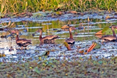 Black-bellied Whistling Duck [Dendrocygna autumnalis fulgens] 