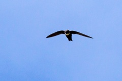 White-collared Swift [Streptoprocne zonaris bouchellii] 