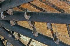 Peters's Epauletted Fruit Bat [Epomophorus crypturus]