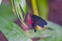 4A_0501_EOS-1D_Wisley_08Feb2015