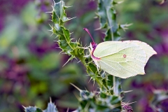 4A_1627_EOS-1D_BansteadCommon_15Aug2015