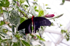 4A_2279_EOS-1D_RHSWisley_31Jan2016