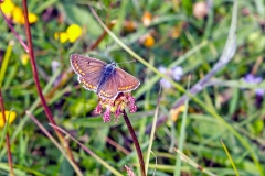 4A_5353_EOS-1D_BansteadCommon_05Jun2015